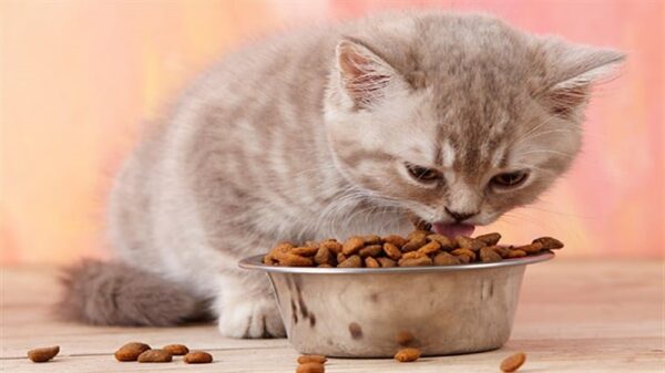 Whiskas Dry Chicken And Vegetable Cat Food - Image 3